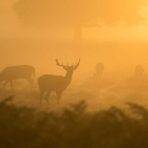 Fotografía del producto Taza Gatita